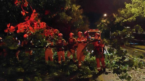 大牛配资 湖北宜昌：暴雨致树木倒伏 点军消防紧急清障